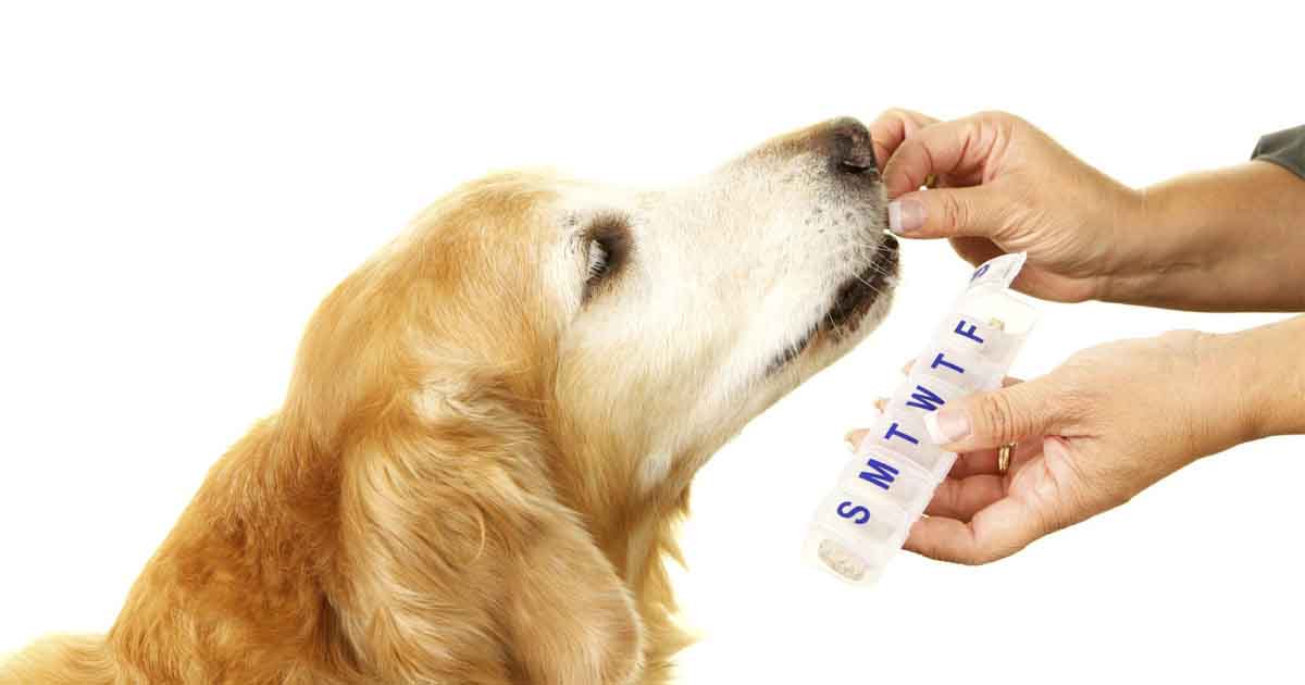 dog eating pills2.jpeg